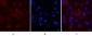 Caspase 9 Monoclonal Antibody(3-20)
